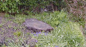 Tree stump in a flower border to be removed by Stumps Away.